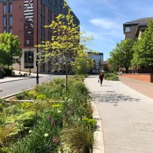 A picture of raingardens in Sheffield