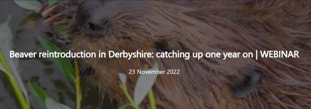 Beaver reintroduction in Derbyshire: catching up one year on | WEBINAR 23 November 2022