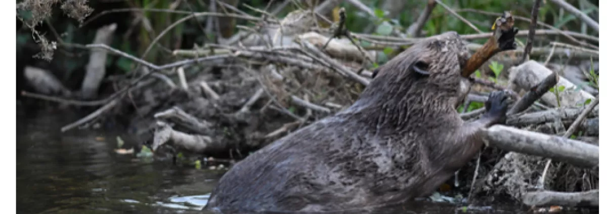 Dam creation by a beaver