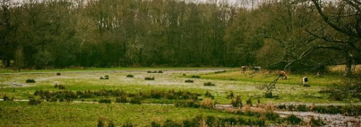 River Adur on the Knepp Estate