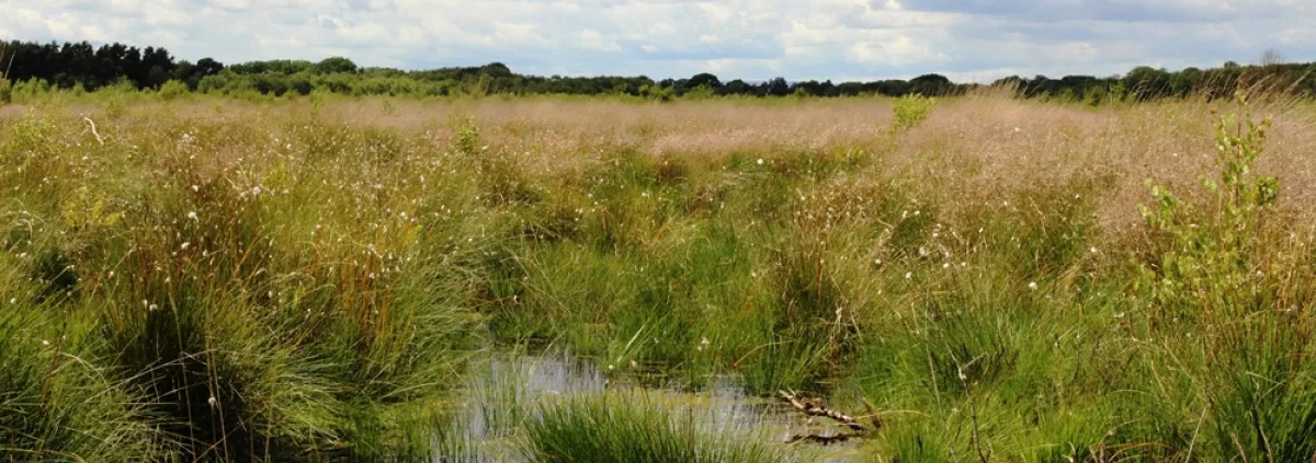 Meres and Mosses peatland habitat