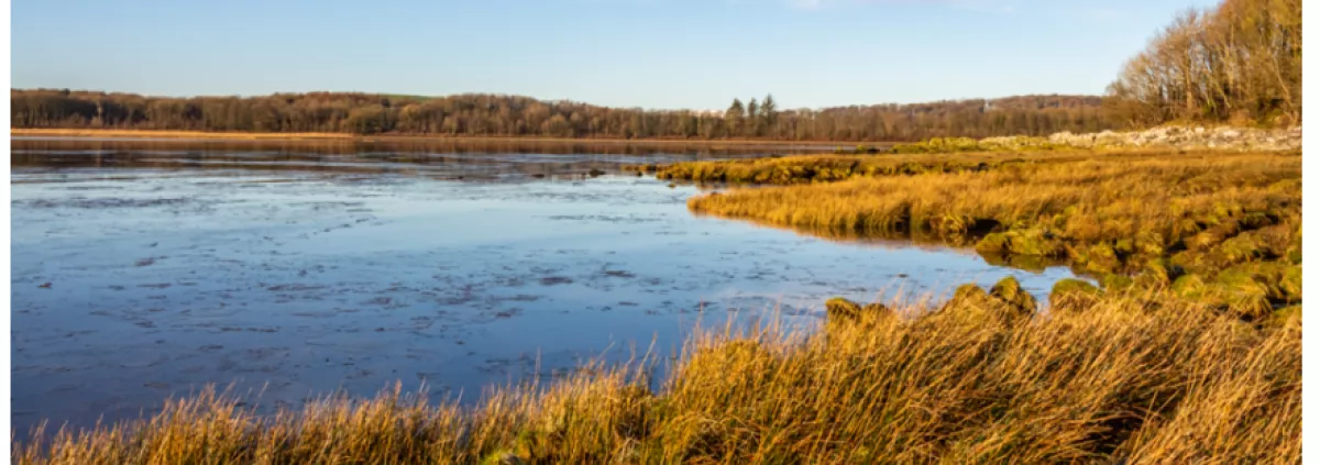 Image of British salt marsh habitat by Jacobs